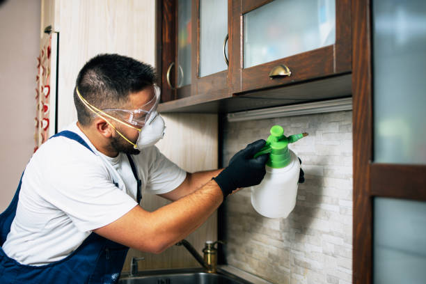 Wasp Removal Services in Loveland, OH